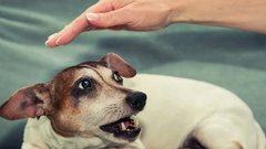 Как защититься от бешенства после укуса собаки