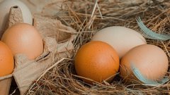 Производство яиц в Башкoртостане возросло на 67%