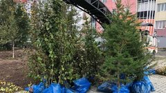 200 деревьев высадят весной в ЦПКиО в Волгограде