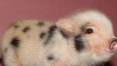 Использование мини-пигов в антикафе «Я Мини-Пиг» оказалось успешным