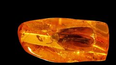 Отпечаток доисторического листа найден на Калининградском янтарном комбинате