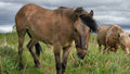 На Ямале будут разводить лошадей приобской породы на средства гранта