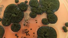 В зоне Чернобыля нашли уникальный гриб-пожиратель радиации