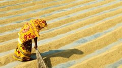 Урожай сои и риса в Приморье увеличился в два раза по сравнению с предыдущим годом