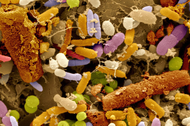 микрофлора кишечника