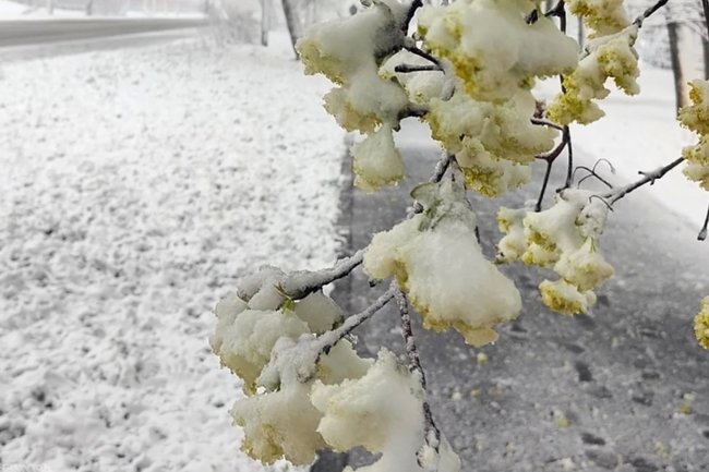 В течение дня в столице ожидается мокрый снег и дождь.