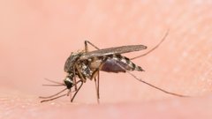Массовые виды – слабое звено: ученые объяснили исчезновение насекомых