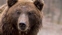 Медведь загрыз двух мужчин, собиравших ягоды, в Иркутской области