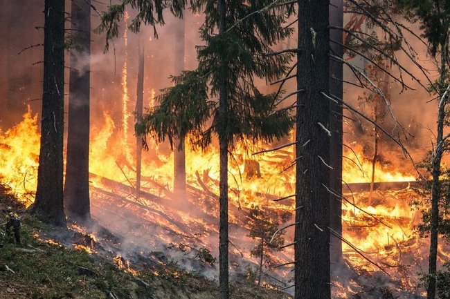 лес пожар пожарная обстановка