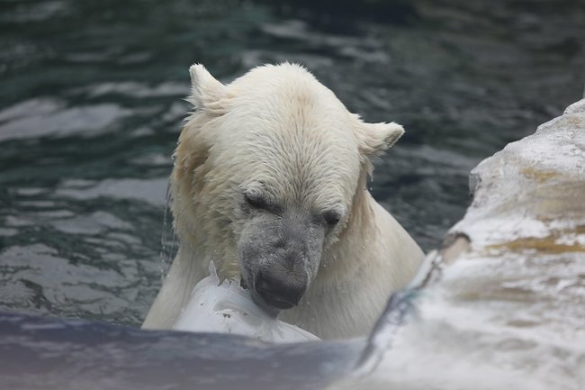 Белые медведи Норди и Шайна пока останутся в Новосибирском зоопарке