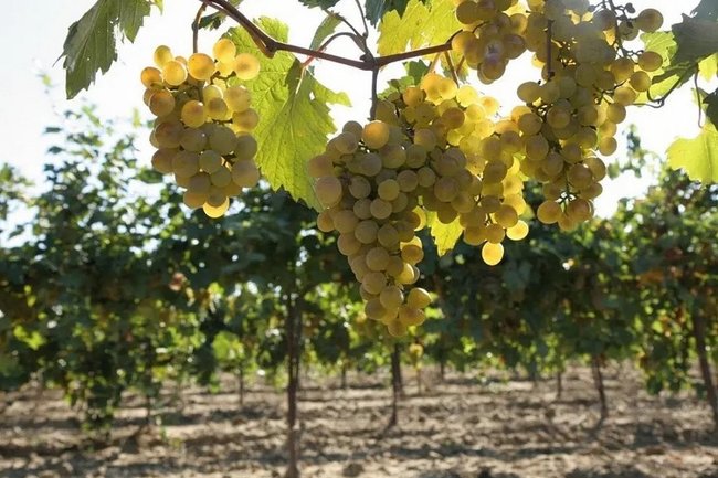 В Краснодарском крае побит многолетний рекорд по сбору винограда