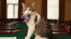 Кот Ларри напомнил новому премьер-министру Британии о его главной задаче