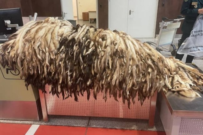 Шереметьево / шкуры хорька