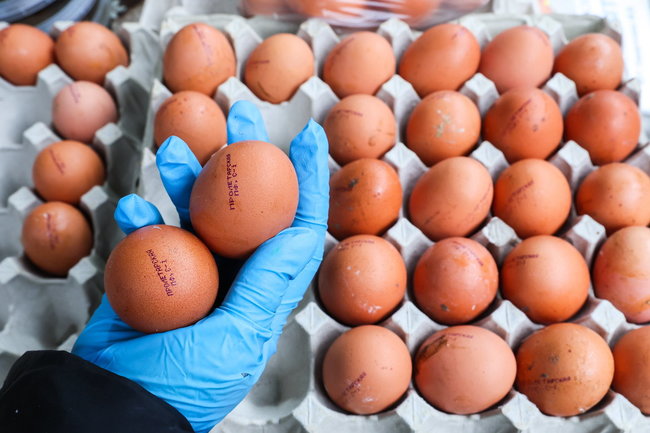 Создали картели: ФАС возбудила дела против 12 производителей яиц
