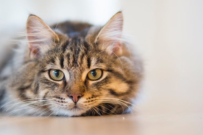 Жители Сочи могут отправить своего кота на работу с зарплатой в 50 тысяч рублей