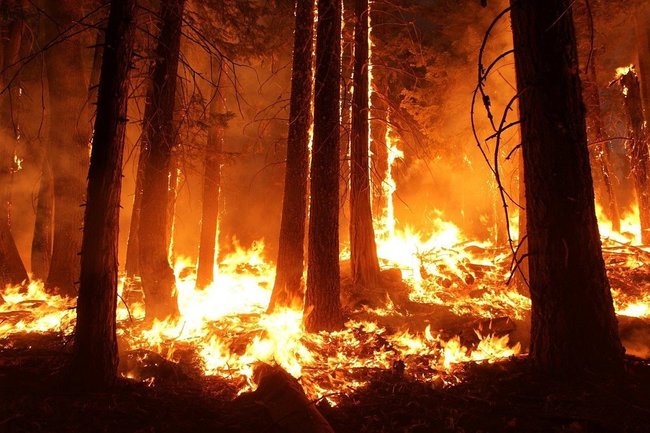 К тушению лесных пожаров в Северском районе привлекли более 700 человек