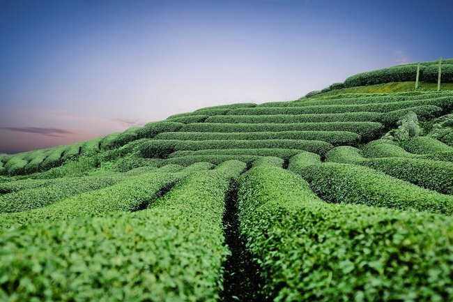 чай плантация чая