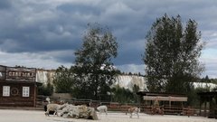 В Курске запланировано открытие контактного зоопарка с альпаками «Пача мама»