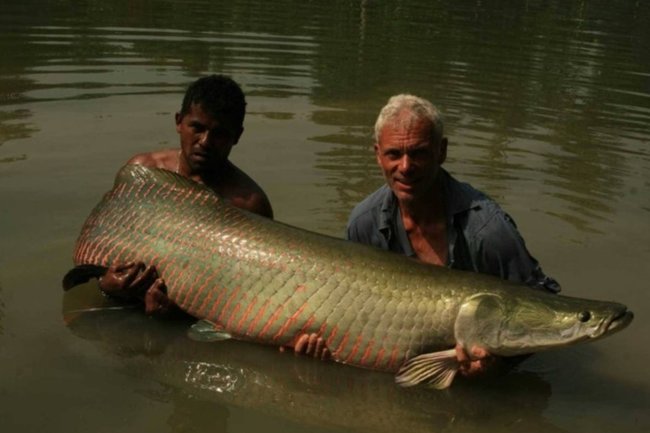пираруку / рыба