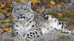 Снежный барс атаковал туристку в Китае