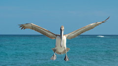 В регионах России зафиксировано увеличение популяции бакланов