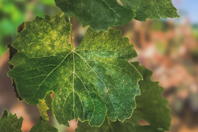 Виноградники Венгрии под угрозой исчезновения из-за болезни