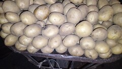 Картофель дольками в духовке: как распределить масло и специи