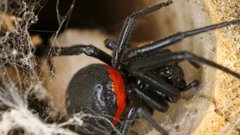 В Великобритании количество пострадавших от укусов опасных пауков увеличилось в два раза