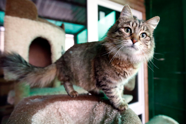 Кошка в приюте для животных "Зоорассвет". Из-за пандемии коронавирусной инфекции приюту не хватает волонтерской помощи, волонтеров на территорию не пускают, там работают только штатные сотрудники, которые ухаживают за 400 собаками и 200 кошками. Артем Геодакян/ТАСС