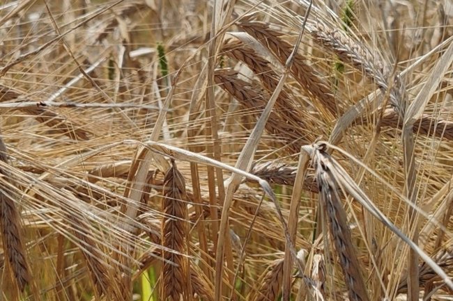 Фото: РБК Черноземье