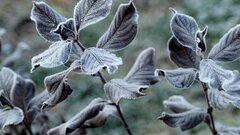 Первые заморозки уже близко: какие регионы окажутся в зоне холода