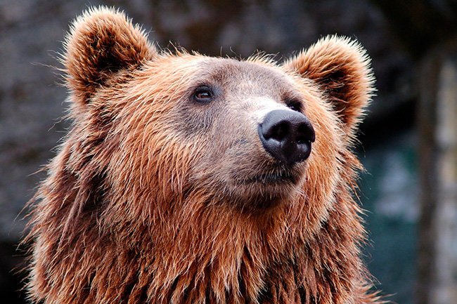 В Хакасии провели медвежью перепись после событий в Ергаках