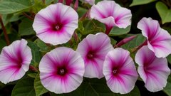 Какие цветы могут привести к штрафам на даче: внимание к запретным растениям