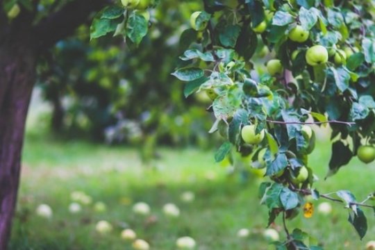 Чудо-удобрение: ветви яблони прогнутся от количества плодов