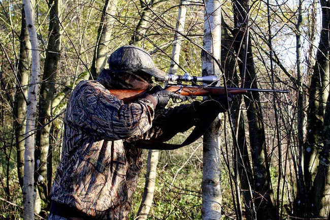 С 1 марта в Кировской области закрывается охота на кабана, птиц и пушных зверей