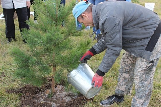 Посадка деревьев состоялась на Воскресенкой в Архангельске