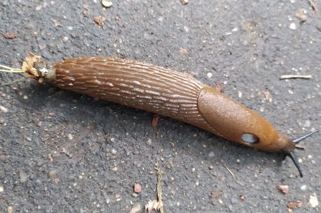 испанские слизни