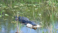 Пьяный водитель попытался скрыться от полиции и столкнулся с аллигатором