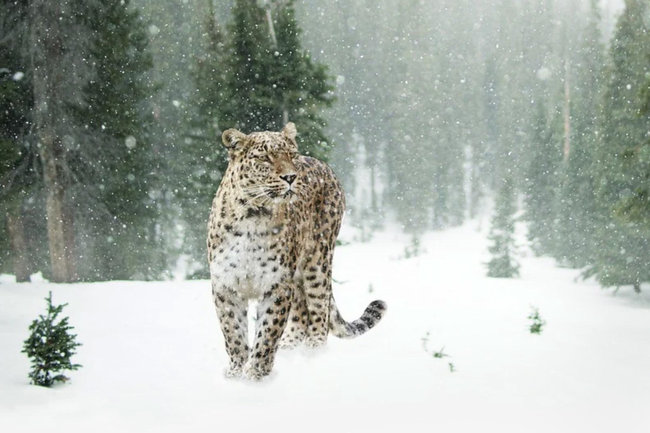 снежный барс