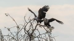 Открыт неожиданный метод для защиты мозга от старения