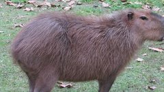 Московский зоопарк предложил Мединскому посетить капибар