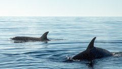 Косатки, атакующие яхты, начали использовать уникальный язык