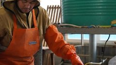 В 2026 году объем реализации товарной рыбы в Северной Осетии удвоился