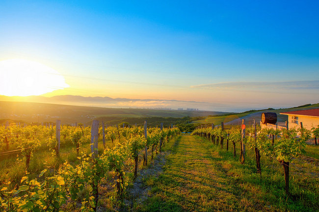 Земля вина и винограда: как Краснодарский край стал драйвером отечественного виноделия