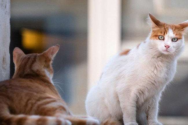 кошки кошка приют