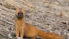 В России заметили «рыжего панка», способного похитить человеческую душу