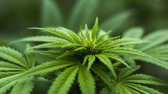 Неожиданное открытие: природные средства против жировой болезни печени