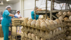 Минсельхоз: российский рынок снабжен яйцами в избытке