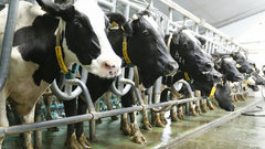 В Каневском районе Кубани планируется строительство двух молочных ферм на 4 тысячи голов к 2027 году