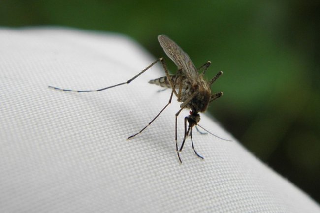 Вирусолог оценил опасность 47 новых вирусов, переносимых комарами